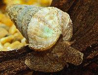 Tylomenia sp.