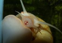 Pomacea diffusa