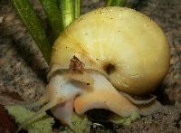 Pomacea diffusa
