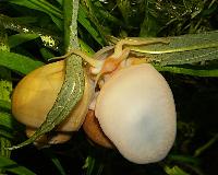 Pomacea diffusa