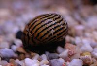 Neritina sp. 'zebra'