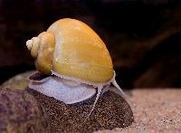 Pomacea diffusa