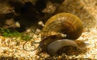 Pomacea diffusa