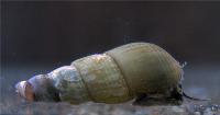 Melanoides tuberculata