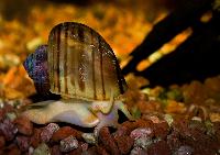 Pomacea diffusa