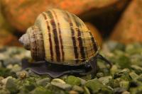 Pomacea diffusa