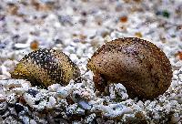 Nerita polita