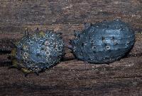 Neritina juttingae