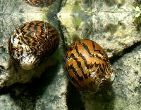 Neritina turriata