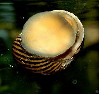 Neritina turriata