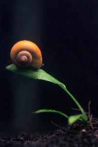 Planorbella duryi