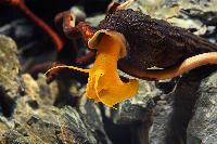 Tylomenia sp.
