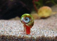 Planorbella duryi