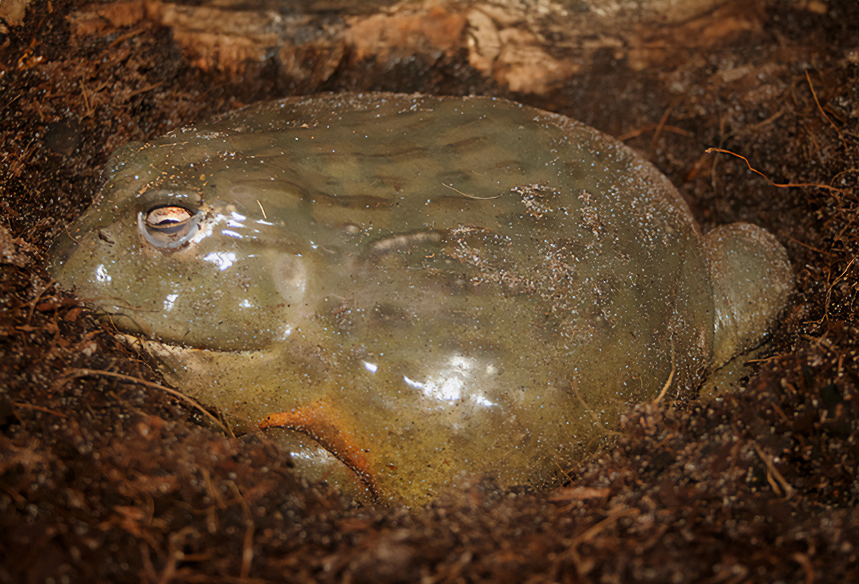 Pyxicephalus adspersus