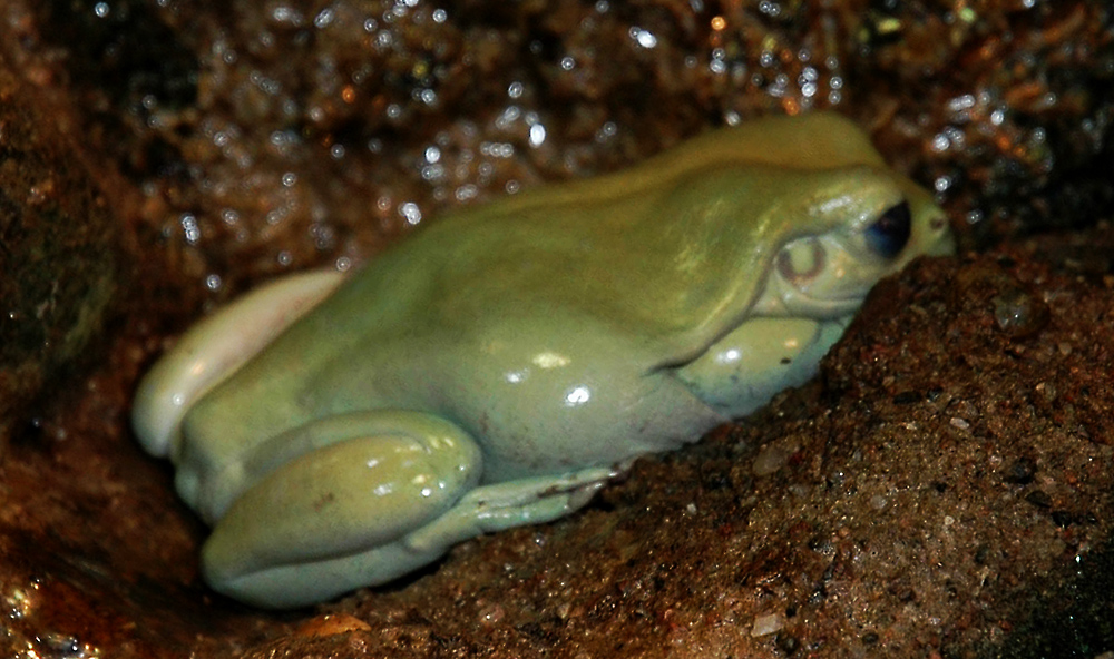 Litoria caerulea