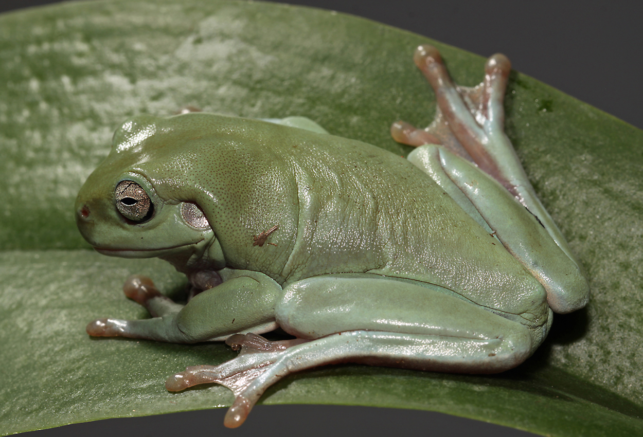 Litoria caerulea