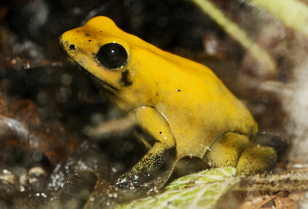 Phyllobates bicolor