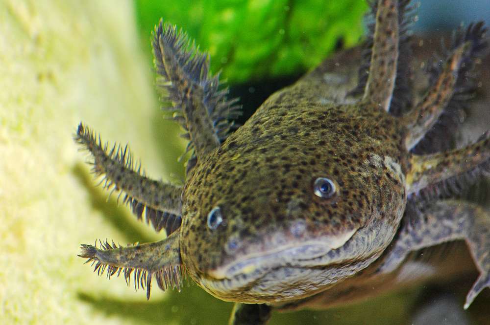 Ambystoma mexicanum