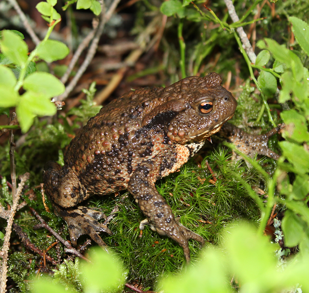 Bufo bufo, hona