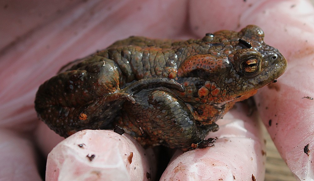 Bufo bufo