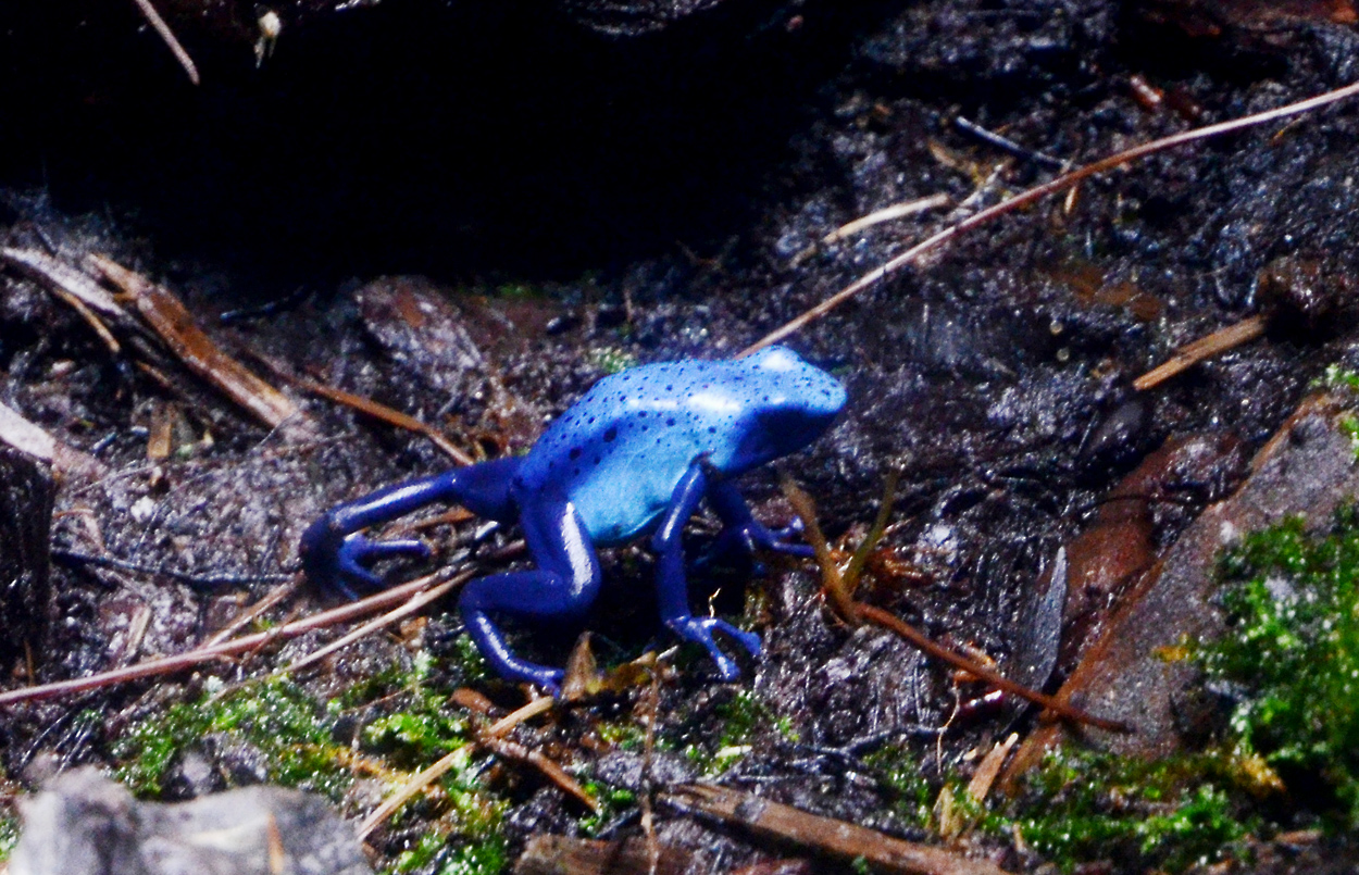 Dendrobates tinctorius, "azureus"