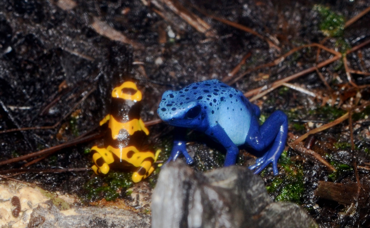 Dendrobates tinctorius samt D. leucomelas