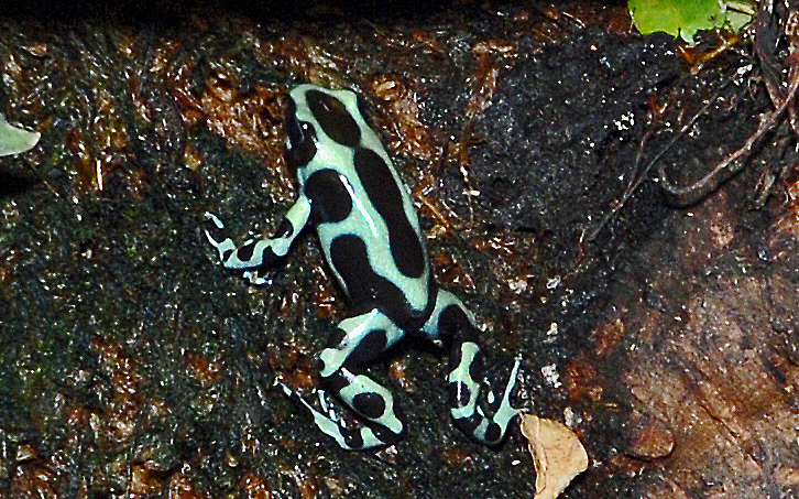 Dendrobates auratus