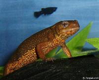 Cynops pyrrhogaster