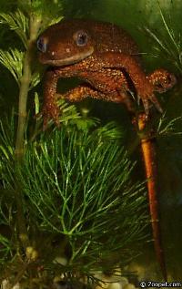 Cynops pyrrhogaster