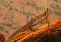Lissotriton vulgaris, hona