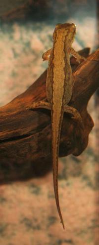 Lissotriton vulgaris, hona