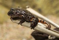 Kassina maculata