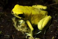 Gyllene kokoigiftgroda 