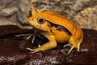 Dyscophus guineti