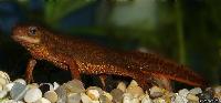 Cynops pyrrhogaster