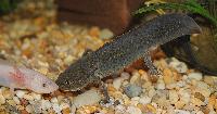 Ambystoma mexicanum