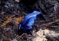 Dendrobates tinctorius, "azureus"