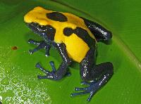 Dendrobates tinctorius, "citronella"
