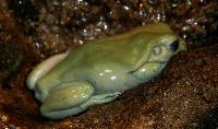 Litoria caerulea