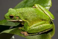 Litoria infrafrenata