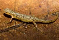 Östlig rödprickig salamander 