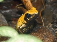 Phyllobates bicolor