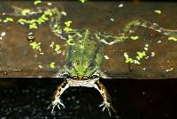 Pelophylax esculentus