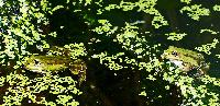 Pelophylax esculentus