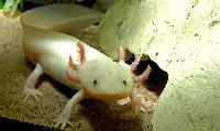 Ambystoma mexicanum
