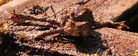 Bufo bufo, par