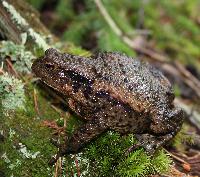 Bufo bufo, hona