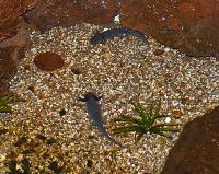 Ambystoma mexicanum
