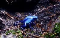 Dendrobates tinctorius, "azureus"