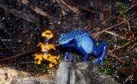 Dendrobates tinctorius samt D. leucomelas